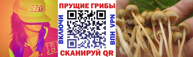 Галлюциногенные грибы Cubensis  Красноуральск 